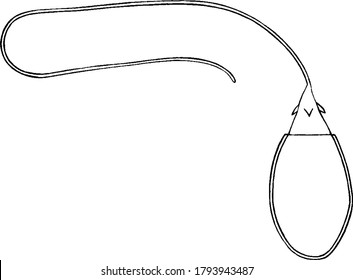 Hydra is a freshwater multicellular organism in the family Cnidarian. Figure showing Stinging Cells of Hydra, vintage line drawing or engraving illustration.