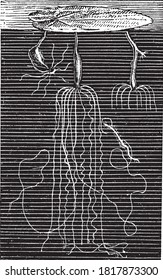 Hydra (género), Del Diccionario de Palabra y Cosas, 1888.