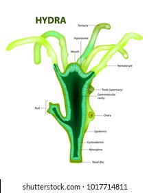 Hydra (genus). Structure
