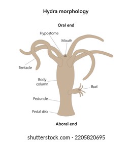 Hydra morphology. Vector illustration. Isolated on white.