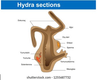 Hydra sections - Biology Course helper shapes, human body, cell, joints and bones
