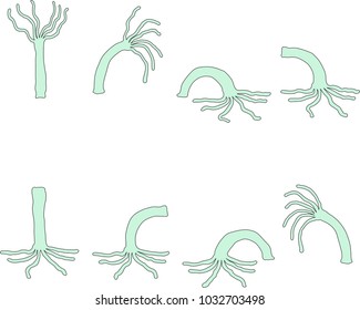 Hydra showing movements