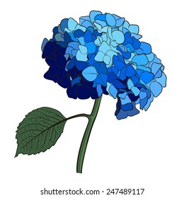 Hydrangea