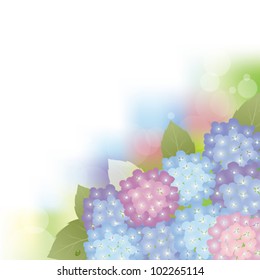 hydrangea background
