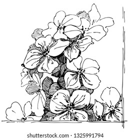 Hydrangea. Blooming flower on white background. Beautiful flowers in style of engraving. Vector illustration. Isolated elements. 