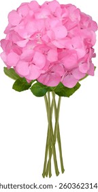 hydrangea  blooming and with leaves14