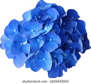 hydrangea blue bush blooming vector35