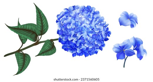 Hydrangea blue flower. Realistic plant. Beautiful blossom with green leaves. Wedding invitation and greeting card floral decorative. Hortensia bouquet isolated. Vector botanical illustration