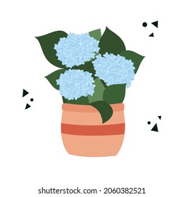 Hydrangea blue in a flowerpot. Flat vector illustration