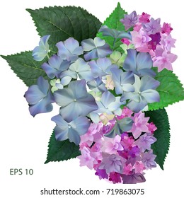 Hydrangea blue and pink, greeting card, vector, photorealistic image 3D