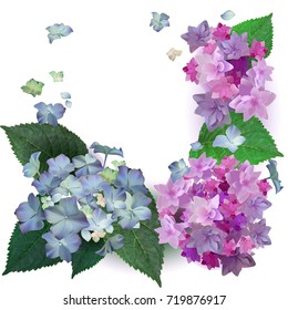 Hydrangea blue and pink, greeting card, vector, photorealistic image 3D