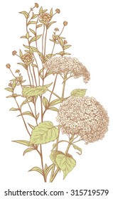 Hydrangea bouquet. Vector illustration.