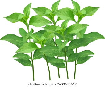 hydrangea bush leaves and branch vector39