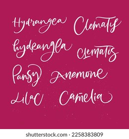 HYDRANGEA, CLEMATIS, PANSY, ANEMONE, LILAC, CAMELIA. FLOWERS. hand lettering flower name