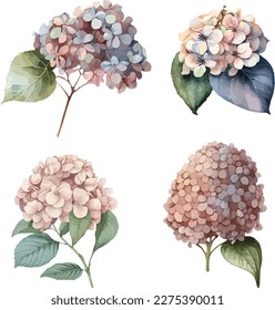 Hydrangea clipart, isolated vector illustration.