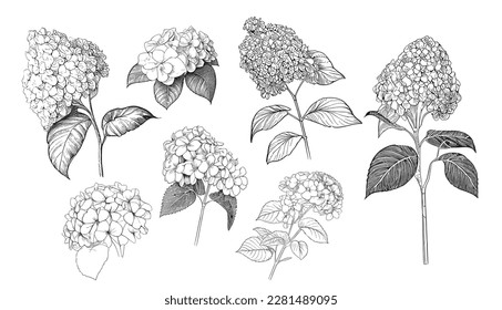 Hydrangea collection sketch hand drawn in doodle style illustration