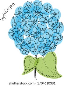 hydrangea flower in black and white with blue ovals in the background. Latin inscription "Hydrangea". Vector. Any color