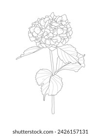 Hydrangea flower. Black and white vector illustration. Coloring. Sketch.