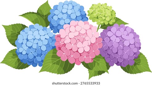 Hydrangea flower bouquet vector illustration with blue and pink blossoms