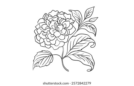 Hydrangea flower continuous line art drawing isolated on white background. Vector illustration