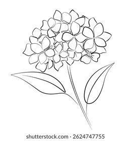 Hydrangea flower continuous line art drawing isolated on white background. Flowers with leaves. Hydrangea branch contour simple vector illustration. Beautiful floral bouquet.