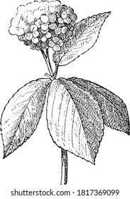 Hydrangea flower, From the Dictionary of Word and Things, 1888.