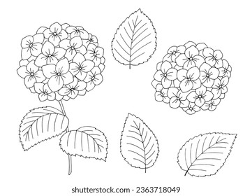 Hydrangea-Blume, schwarz-weiß, einzelne Skizze, Vektorgrafik