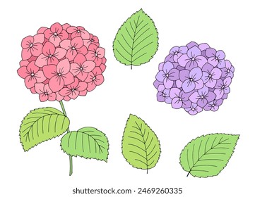 Flor de hortensia color gráfico aislado boceto ilustración Vector