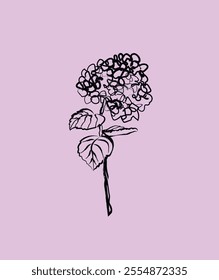 hydrangea flower illustration. freehand drawing. botanical art. flower on pastel purple background.