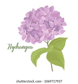 Hydrangea flower illustration in watercolor style. Purple summer flower isolated on white background for wedding floral design element, design for cosmetics, beauty care products, greeting card