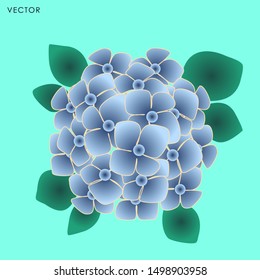 Hydrangea flower isolate, Vector illustration design element