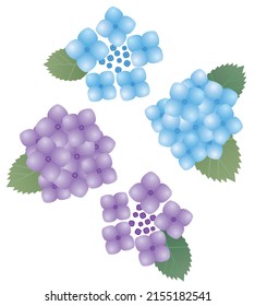 Hydrangea-Blume, Spitzen-Kappe und Laubgrafik