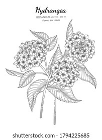 Hydrangea Blume und Blatt handgezeichnet botanische Illustration mit Linienkunst auf weißem Hintergrund. 
