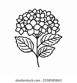 hydrangea flower line art, botanical, black and white, illustration, drawing, floral, nature, plant, delicate, elegant, simple, serene, calm, artistic, monochrome, vector, graphic design, printable,