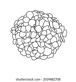 Hydrangea flower linear vector illustration.flower,suitable for coloring,isoated on white background,out line