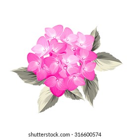 Hydrangea flower. Red realistic hydrangea. Illustration of flowers. Vintage art. Can be used for invitation card. Vector illustration.