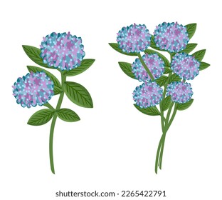 Hydrangea flower set. Floral plants with blue blooms. Botanical vector illustration isolated on white background.