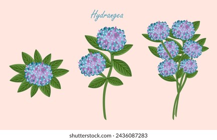 Conjunto de flores de hortensia. Flores con flores azules. Ilustración del vector botánico en el fondo aislado.