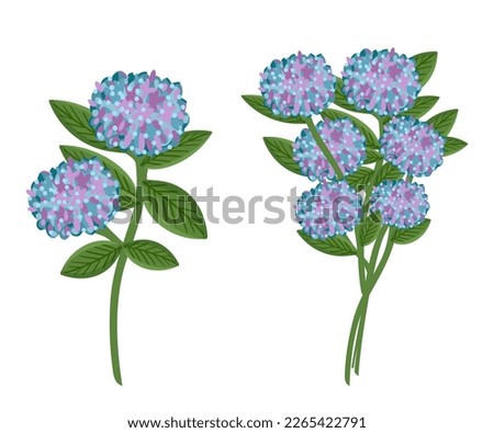 Hydrangea flower set. Floral plants with blue blooms. Botanical vector illustration isolated on white background.