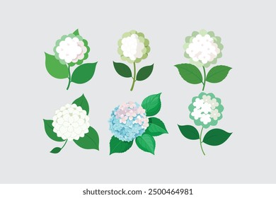 The "Hydrangea flower vector art illustration" is a digital design file featuring a detailed and vibrant illustration of a hydrangea flower.