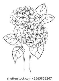 hydrangea flower. vector illustration in sketch style. coloring book