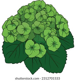 hydrangea flower vector illustrations art