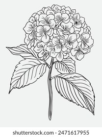 Hydrangea Flowers Drawing Line Coloring Book .Hand-drawn vector illustration.