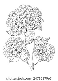 Hydrangea Flowers Línea de Dibujo Libro de Coloración .Ilustración vectorial dibujada a mano.