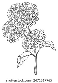 Hydrangea Flowers Drawing Line Coloring Book .Hand-drawn vector illustration.