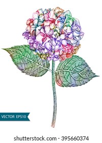 Hydrangea flowers isolated and leaves. Vector colorful illustration, EPS10.