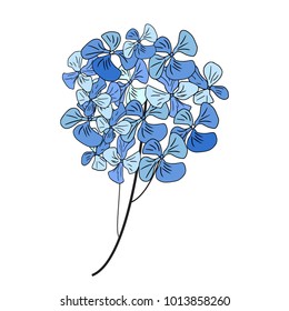 Hydrangea flowers isolated on white background. Vector illustration.