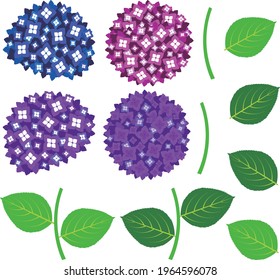 Hydrangea Flowers and Leaves Web graphics
