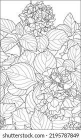 Hydrangea flowers on white background for antistress coloring books for adults and children, invitations, cards and gifts, hand drawing in black and white, vector illustration, EPS file