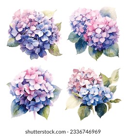 Hydrangea flowers set, watercolor botanical illustration